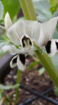 Image of Broad Bean