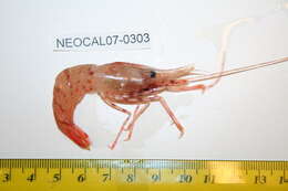 Image of Coonstripe shrimp