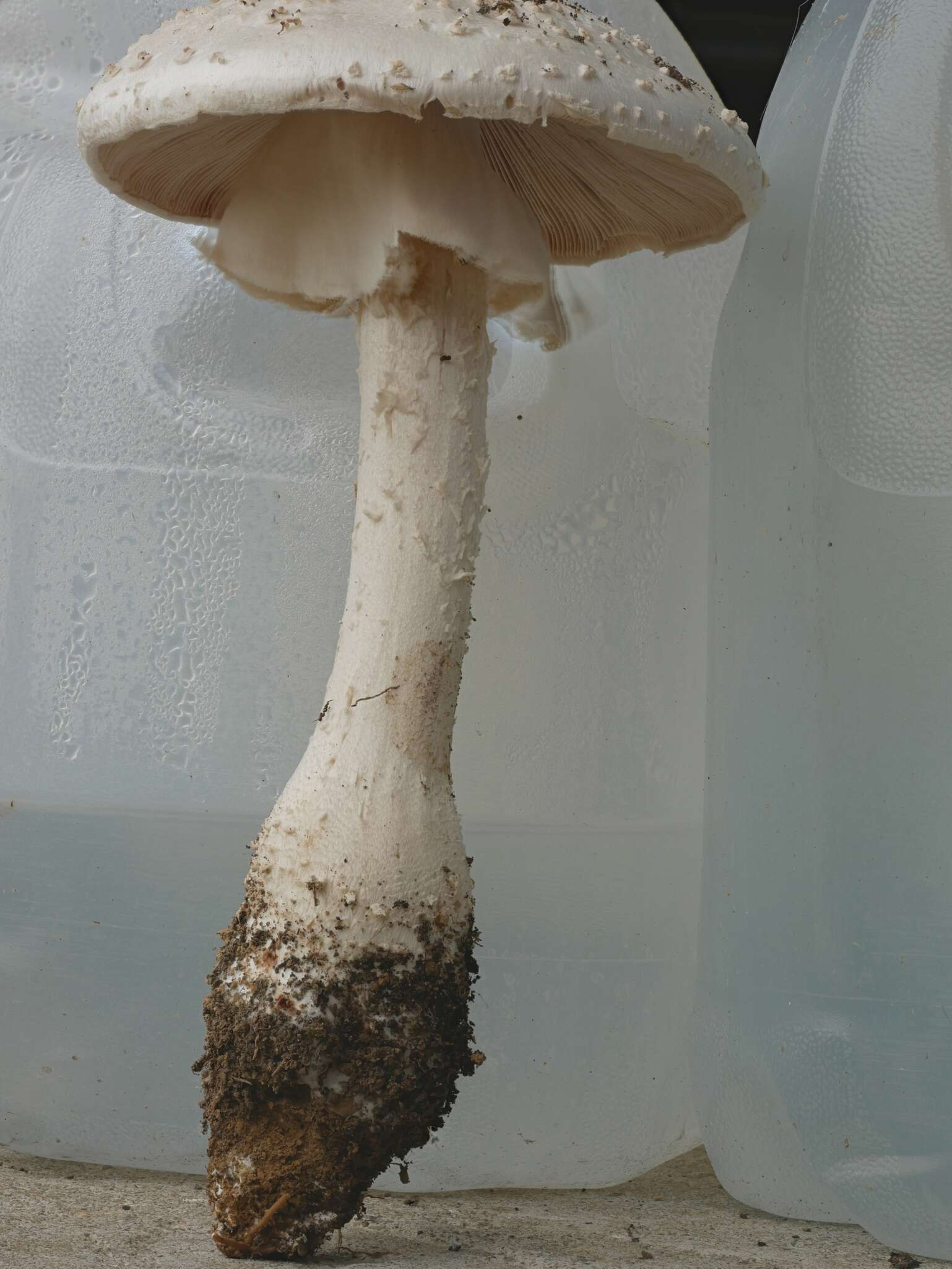 Image of Amanita ravenelii