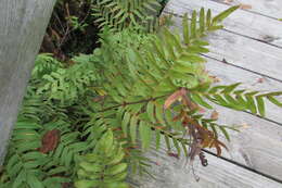 Image of sensitive fern