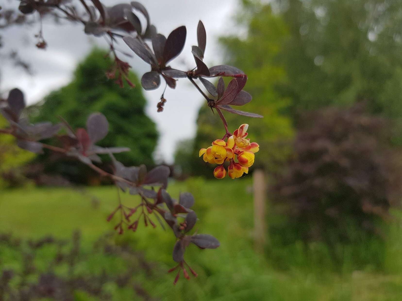 Image of Mahonia