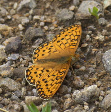 صورة Speyeria mormonia Boisduval 1869