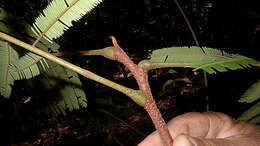 Image of Parkia pendula (Willd.) Walp.