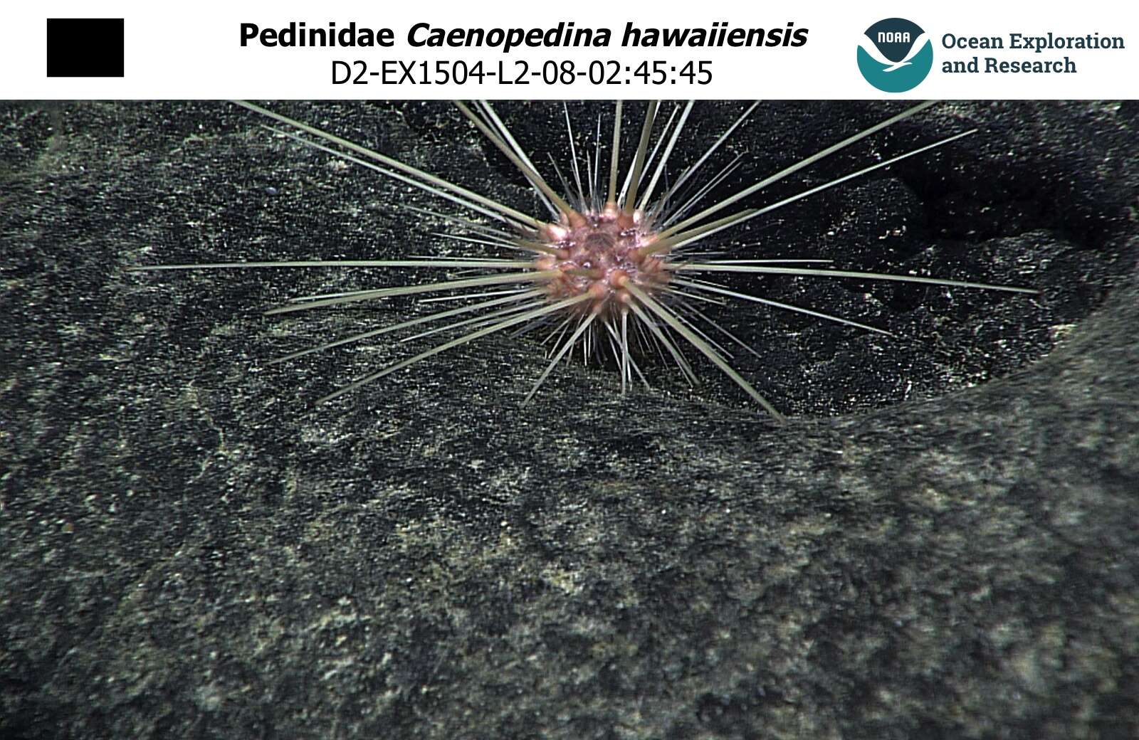 Image of Caenopedina hawaiiensis H. L. Clark 1912