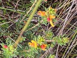 Image of Pultenaea tuberculata