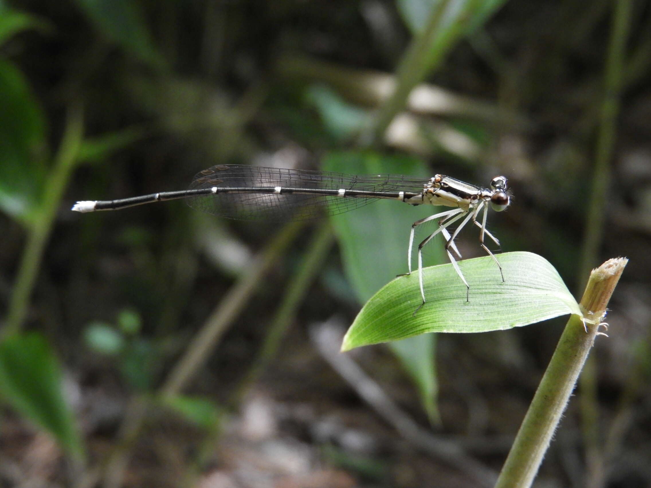 Image of Copera annulata