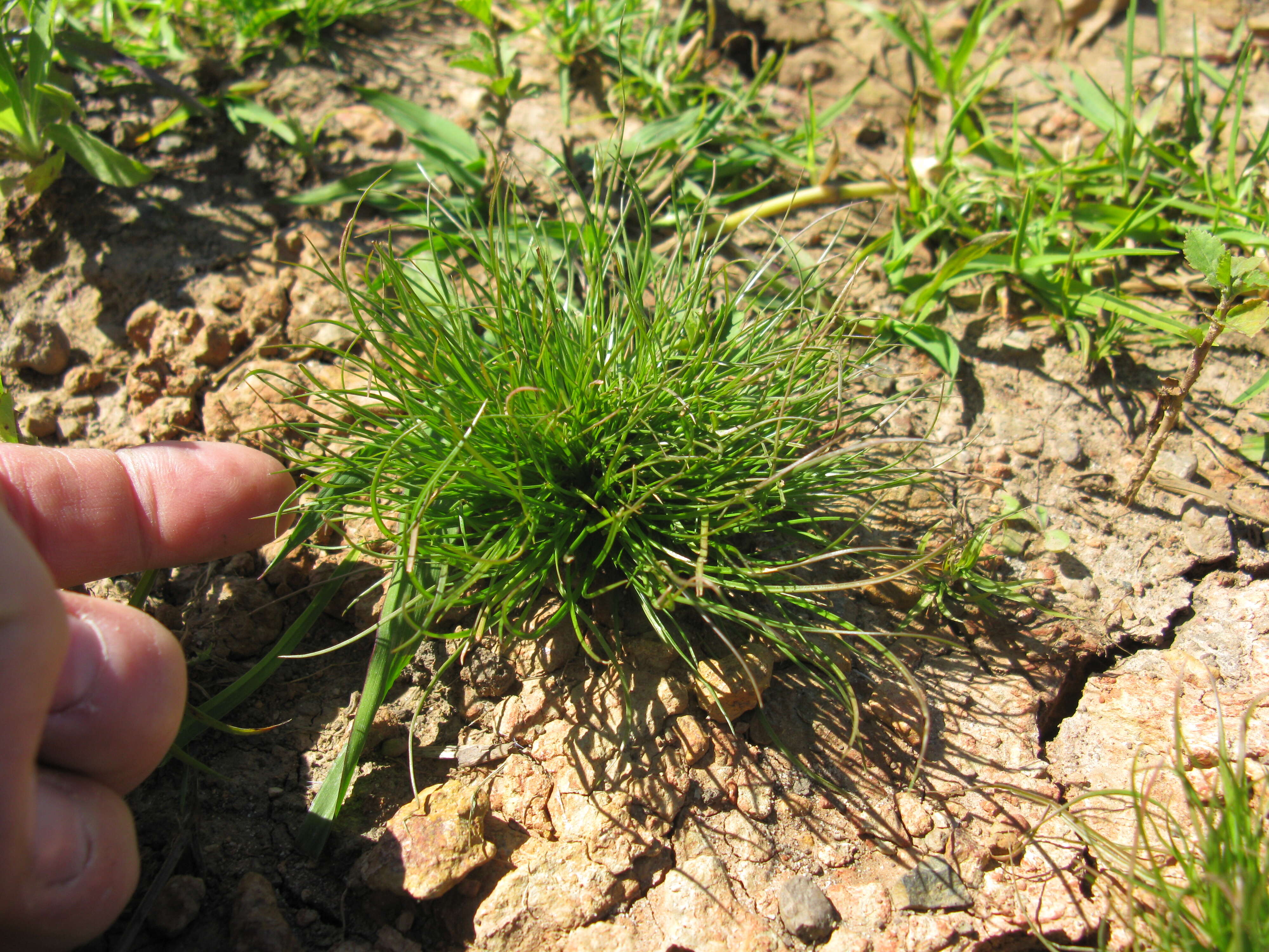 Imagem de Juncus bufonius L.