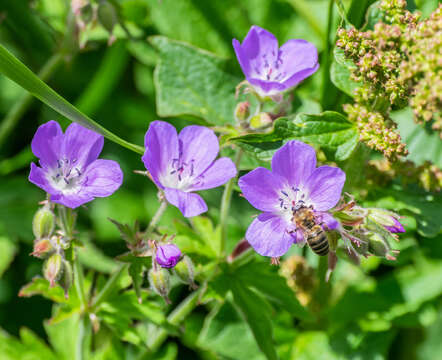 Image of Wood Crane's-bill