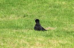 Image of Carrion Crow