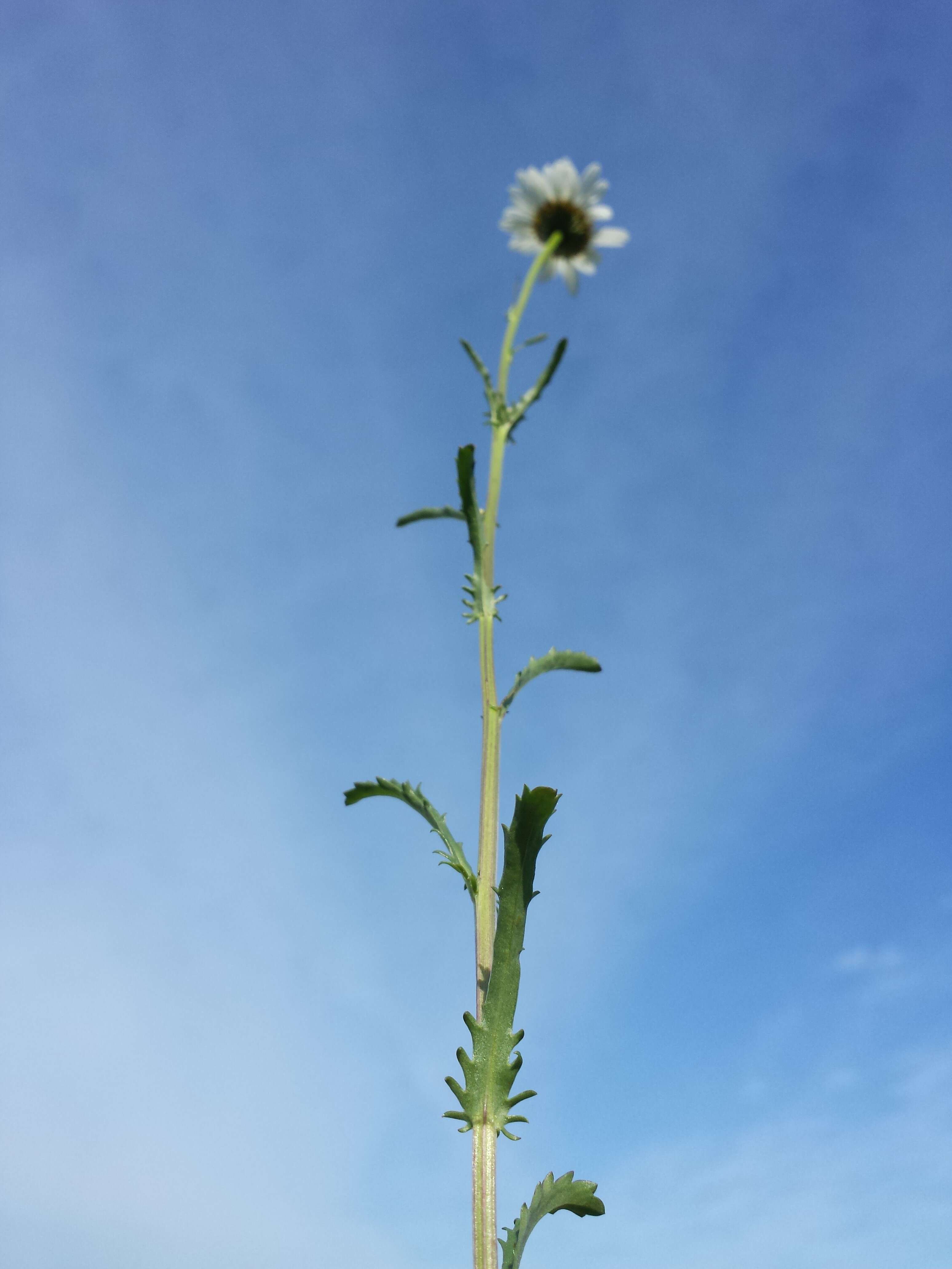 Image of Oxeye Daisy