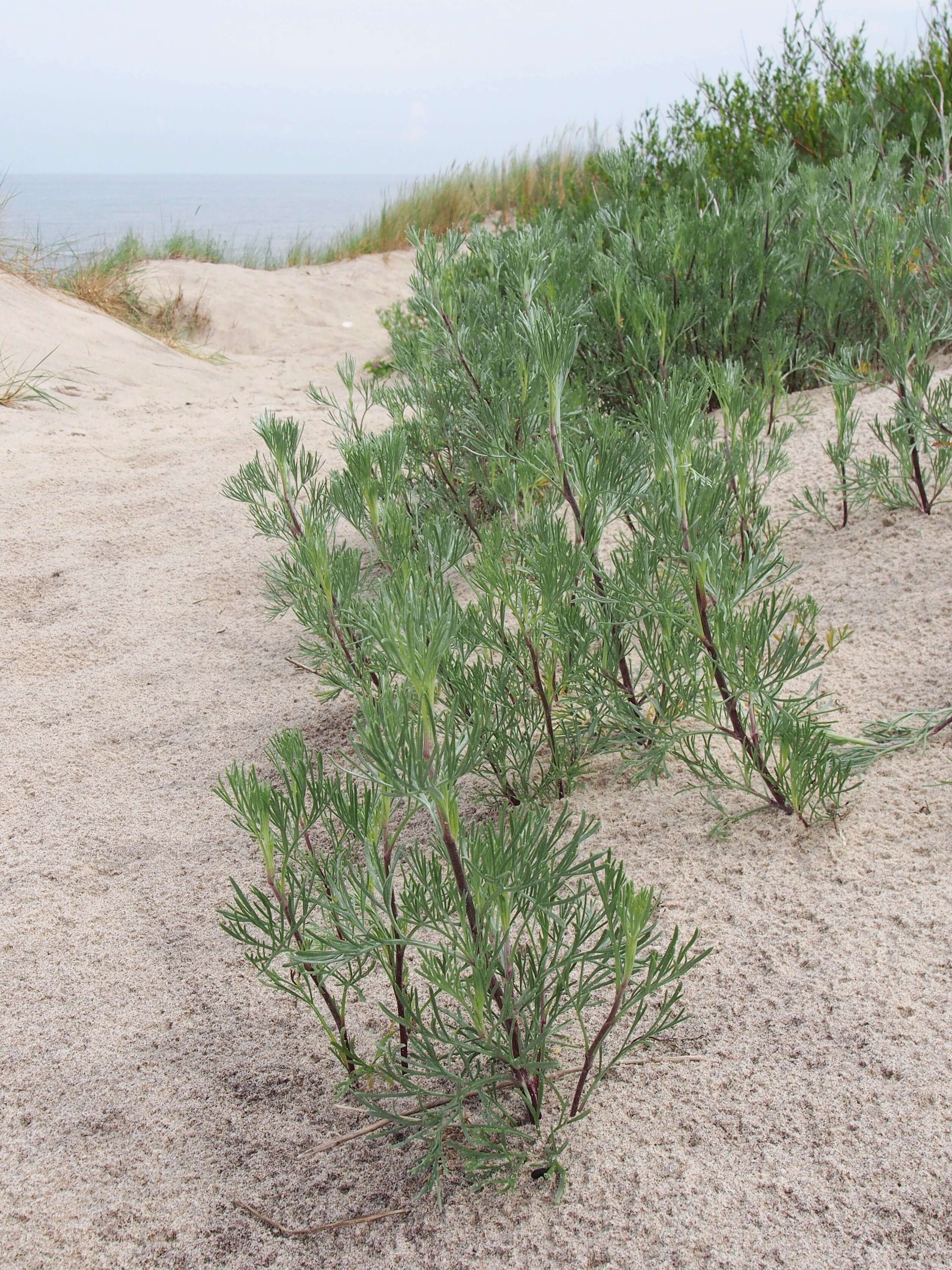 Image of field sagewort