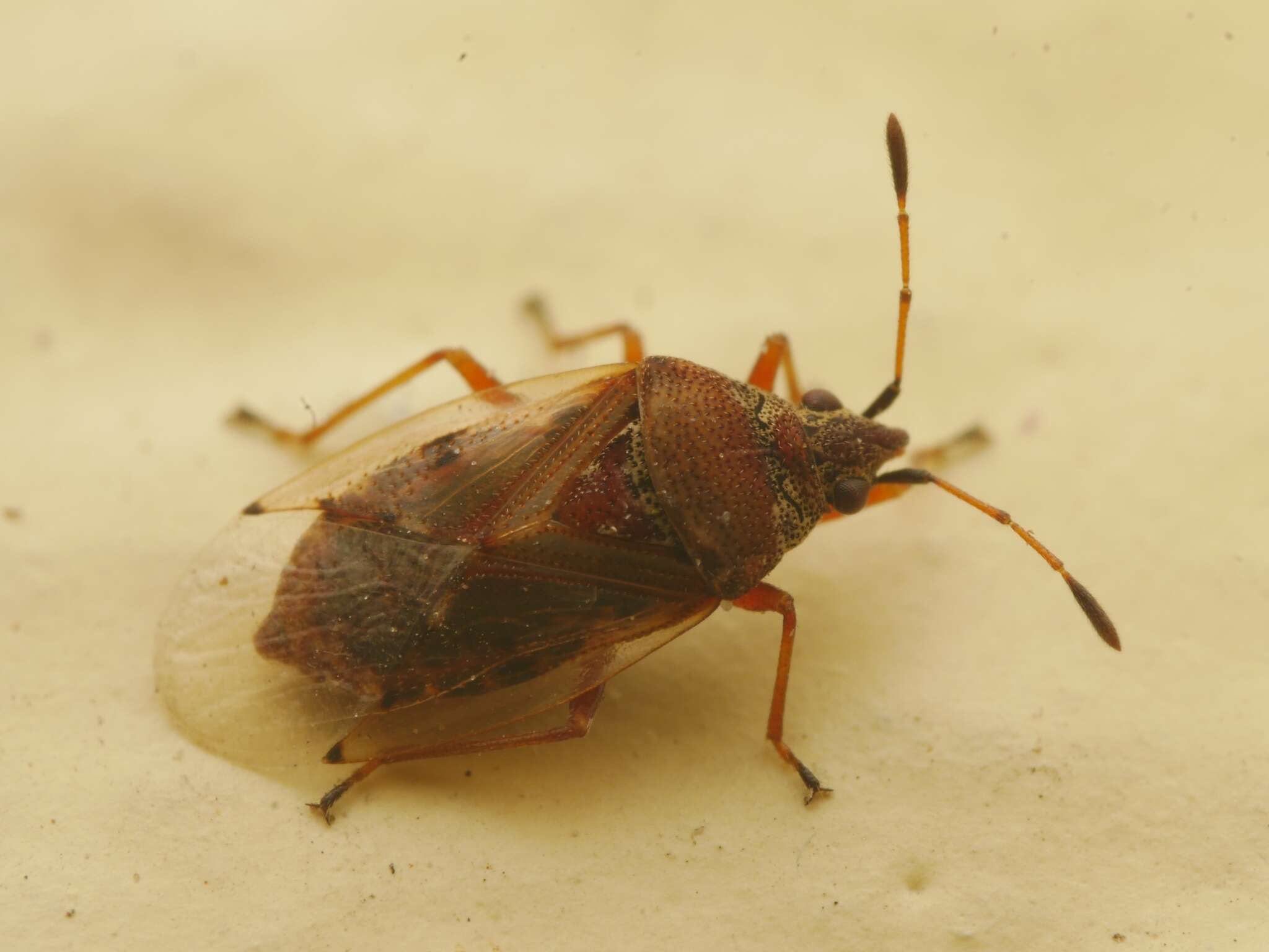 Image of Birch Catkin Bug