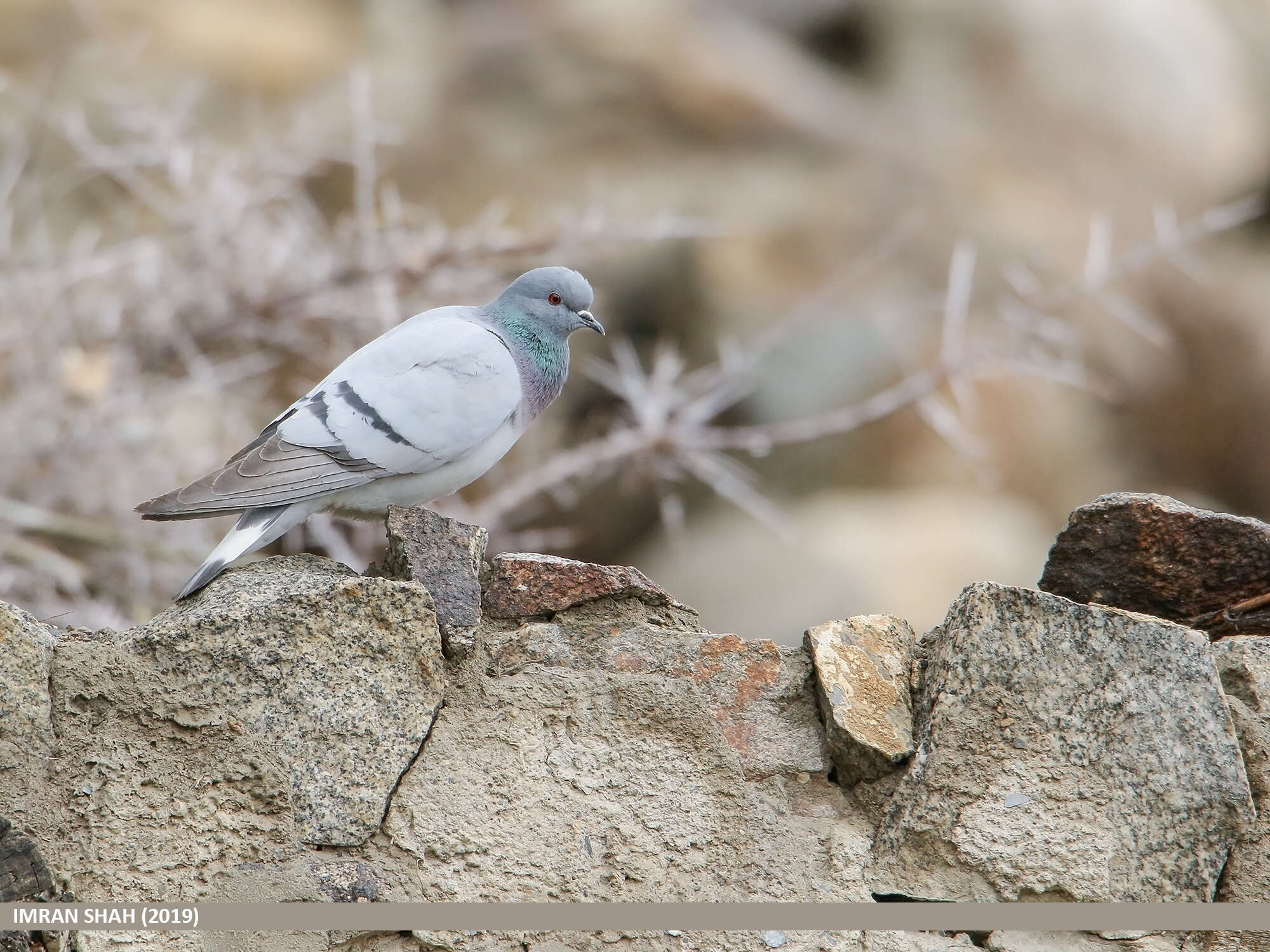 Image of Hill Pigeon