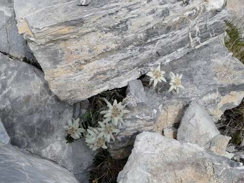 Image of edelweiss