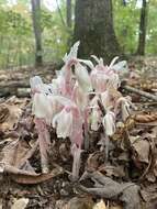 Image of Indian Pipe