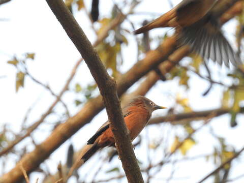 Image of Chestnut-tailed Starling