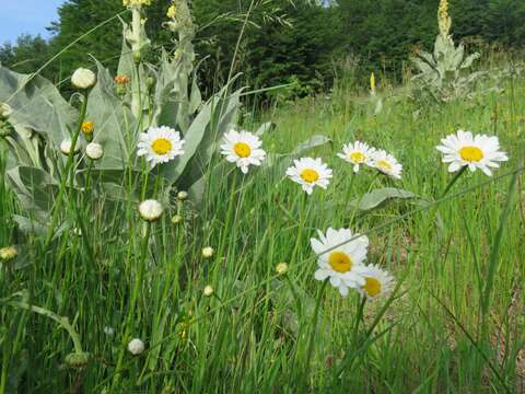 Image of Oxeye Daisy