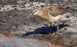 Image of Short-billed Dowitcher