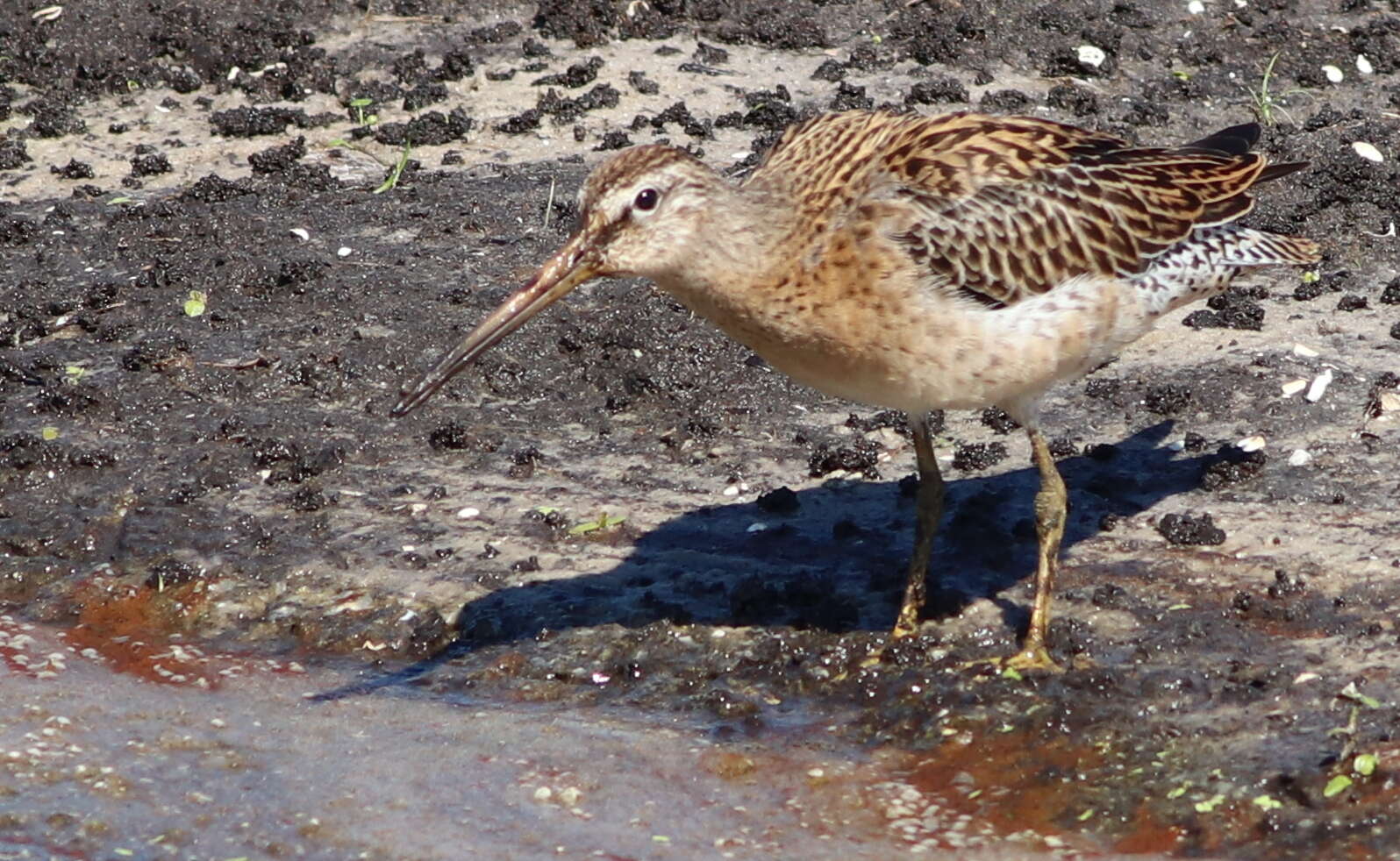 Image of Short-billed Dowitcher