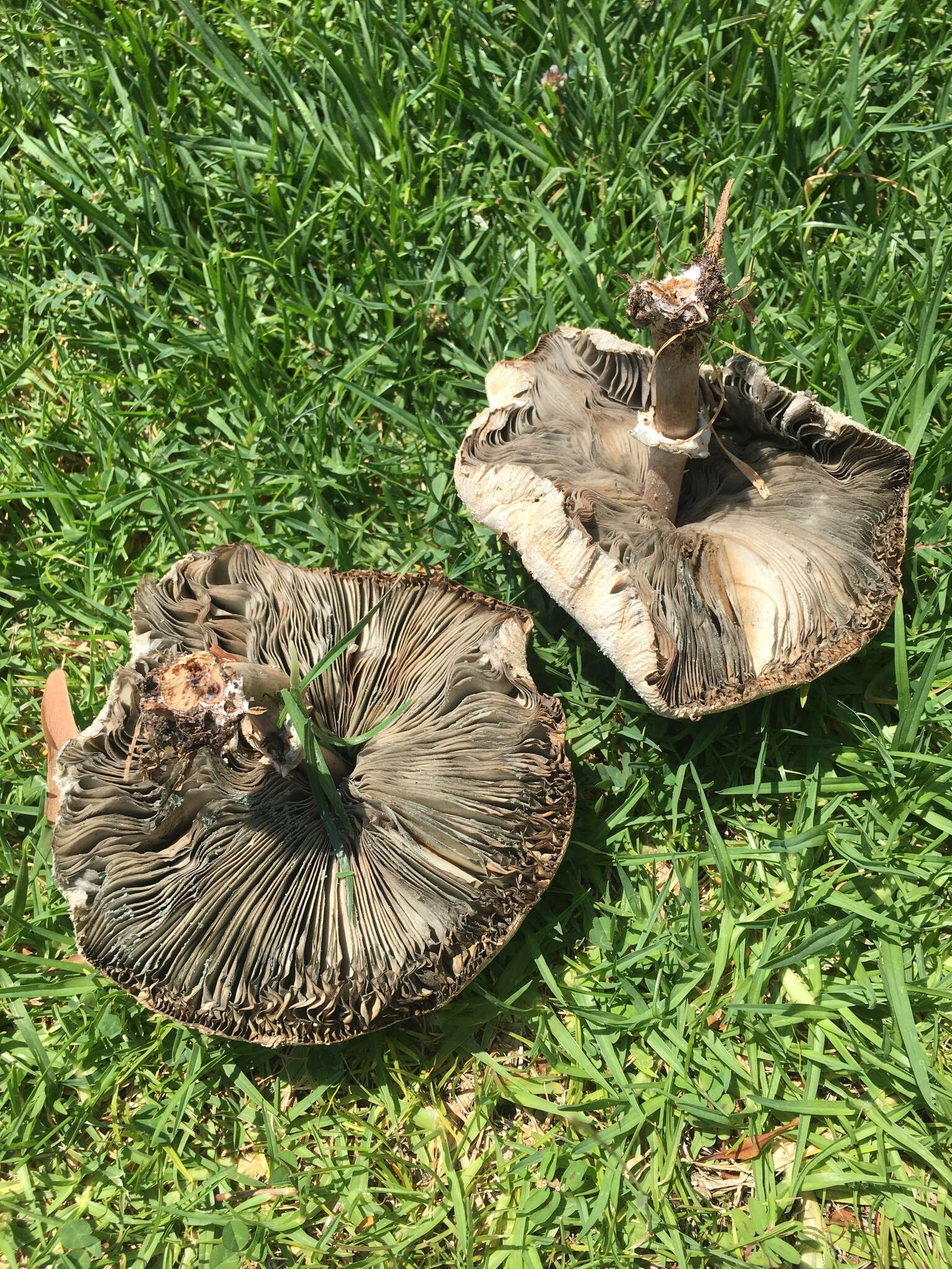 Image of Green-spored parasol