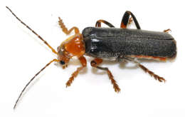 Image of Cantharis livida