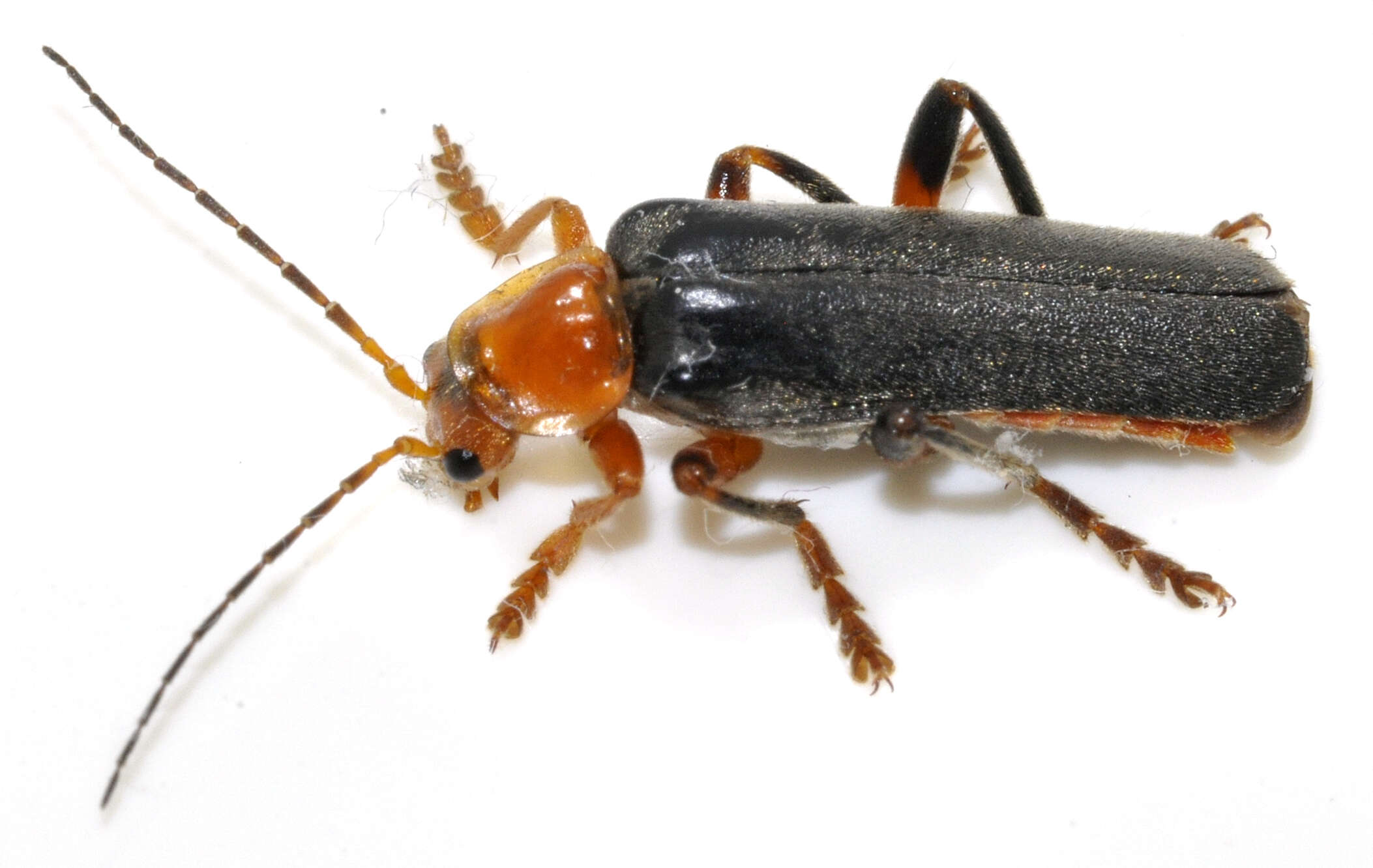 Image of Cantharis livida