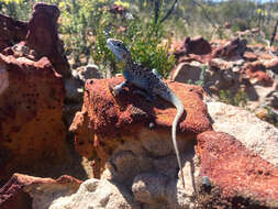 Ctenophorus pictus (Peters 1866) resmi