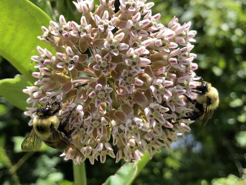 Image of Eastern Carpenter Bee