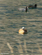 Image of Ruddy Shelduck