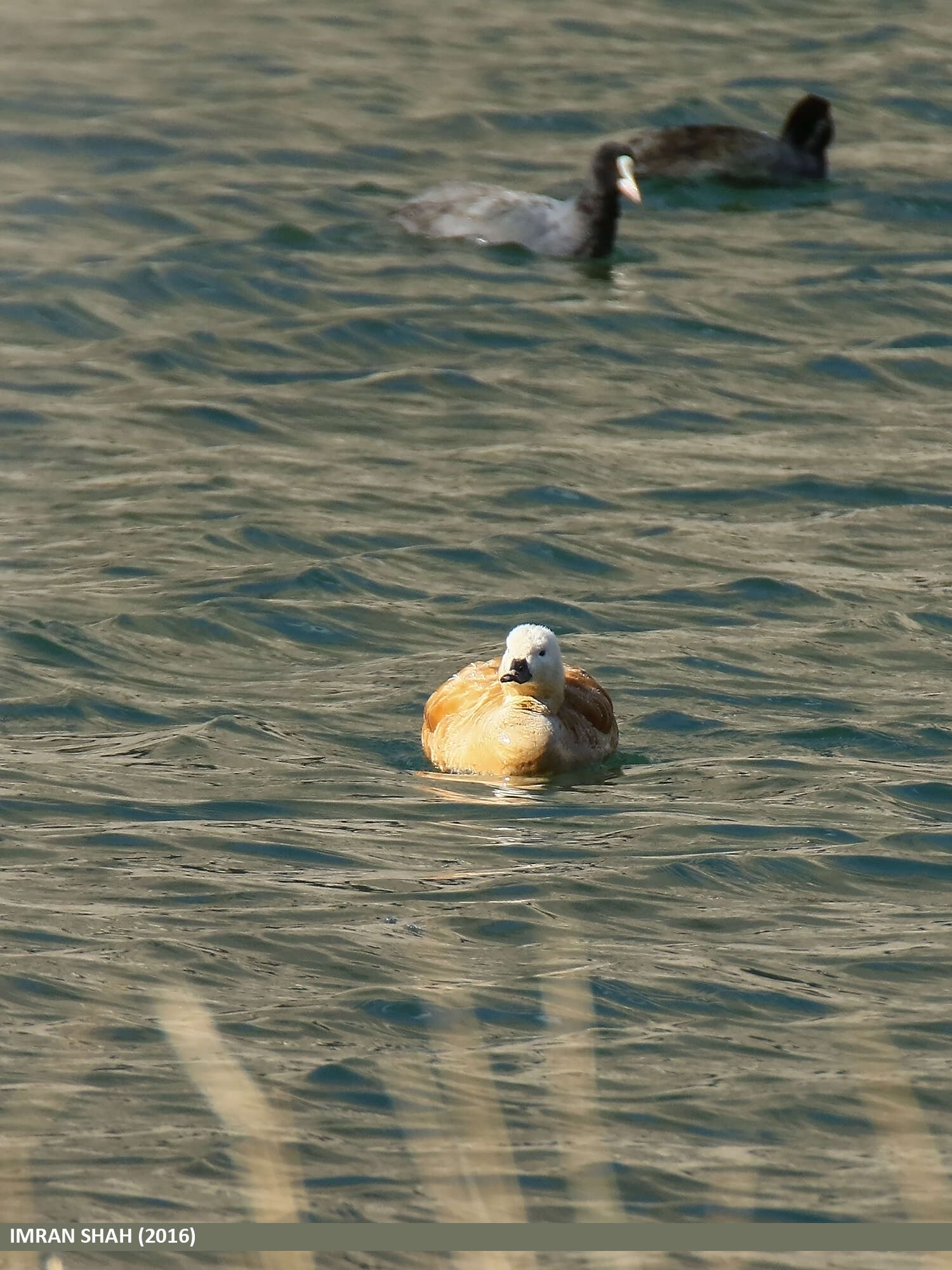 Image of Ruddy Shelduck