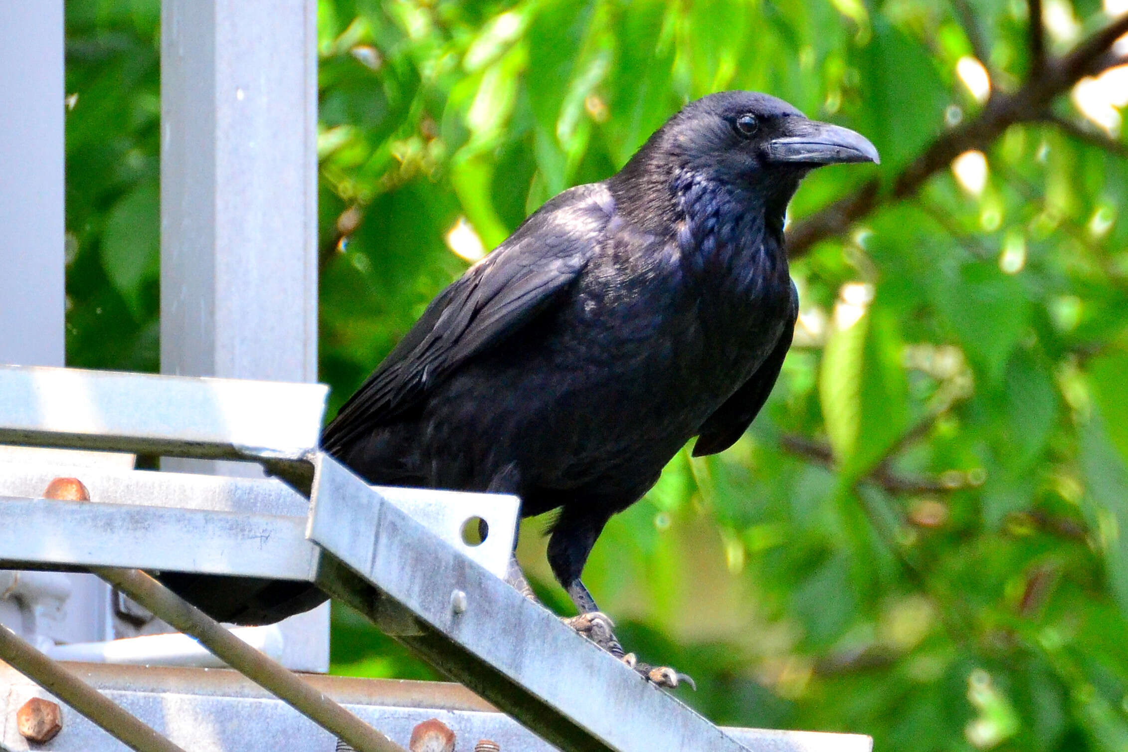 Image of Eastern Carrion Crow