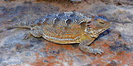 Image of Greater Short-horned Lizard