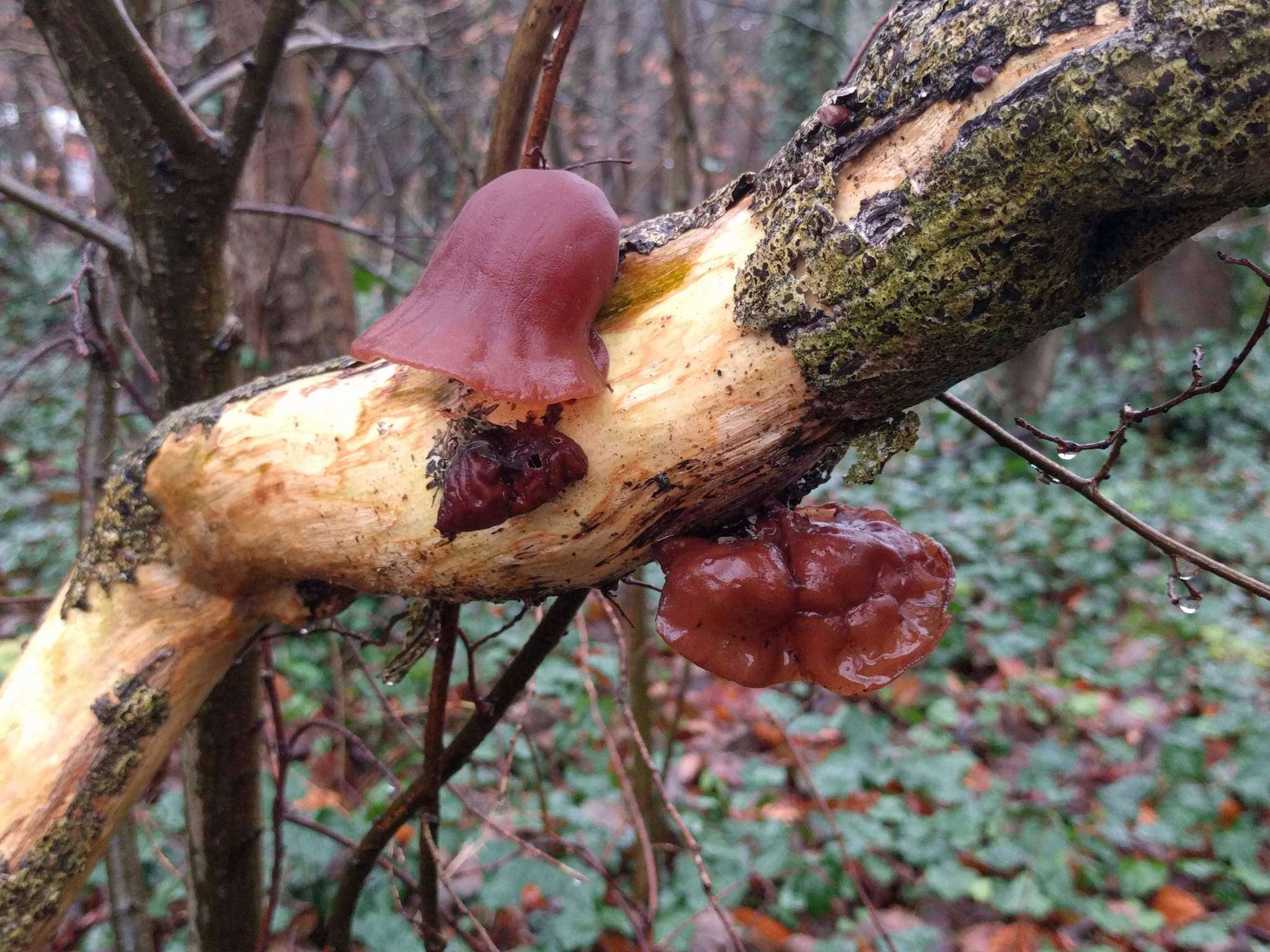 Image of ear fungus