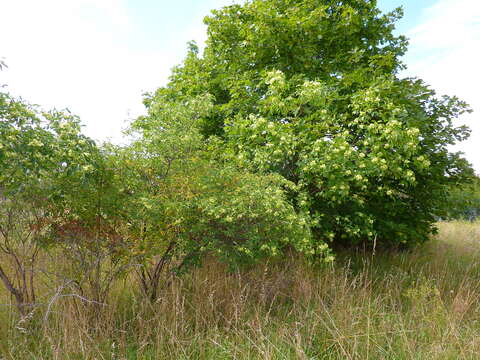 Image of common hoptree