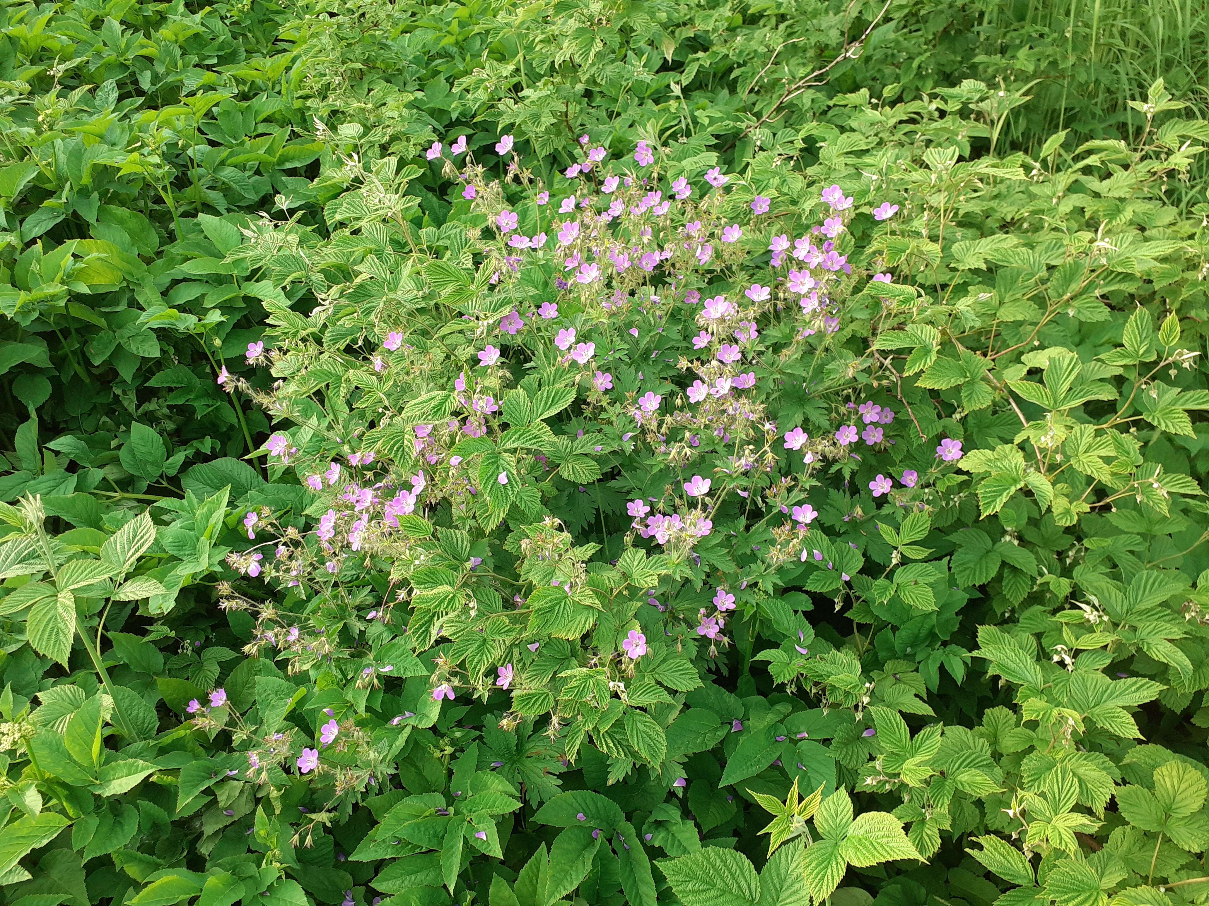 Image of Wood Crane's-bill