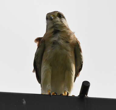 Image of Australian Kestrel