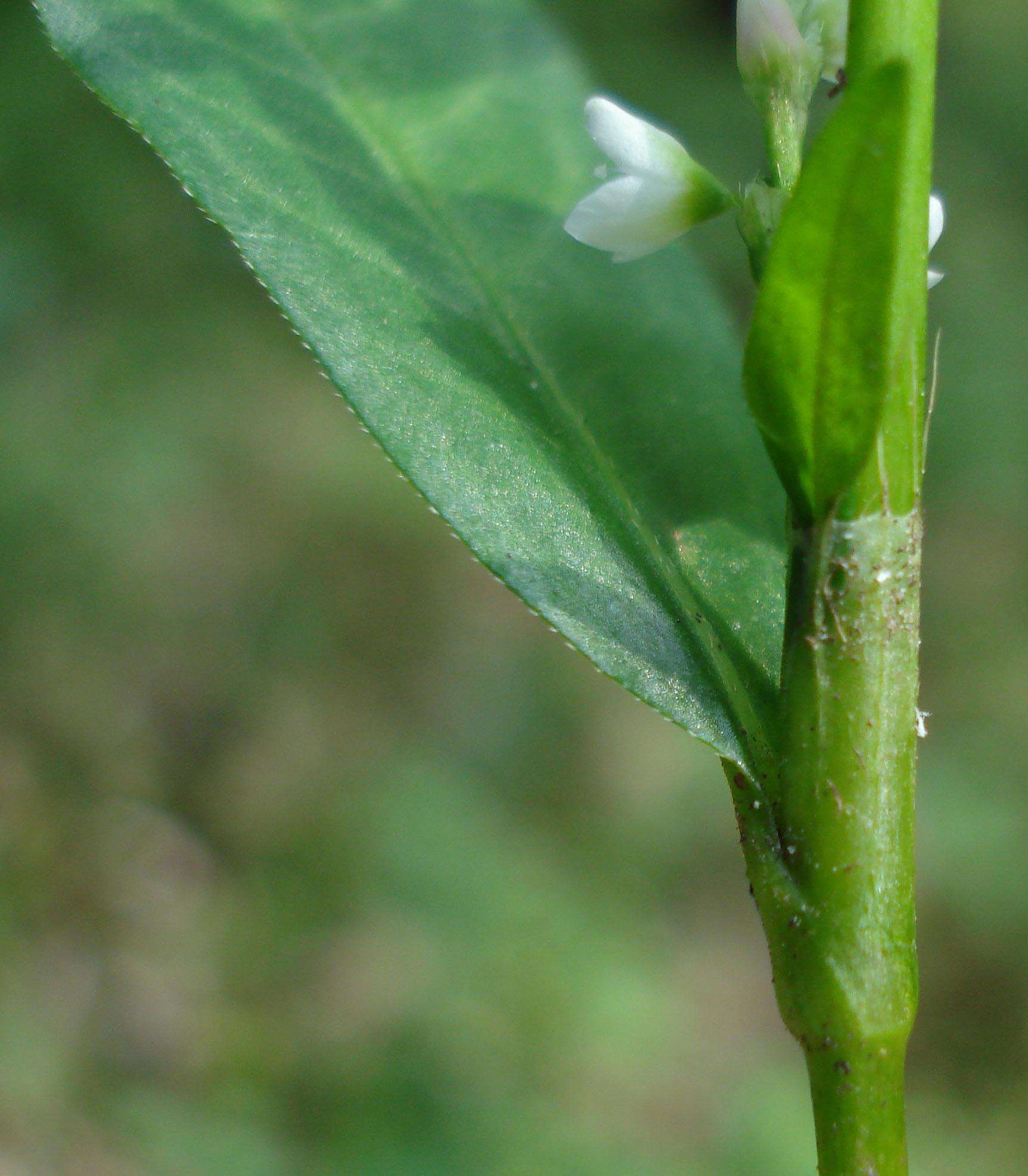 صورة Persicaria mitis (Schrank) Asenov