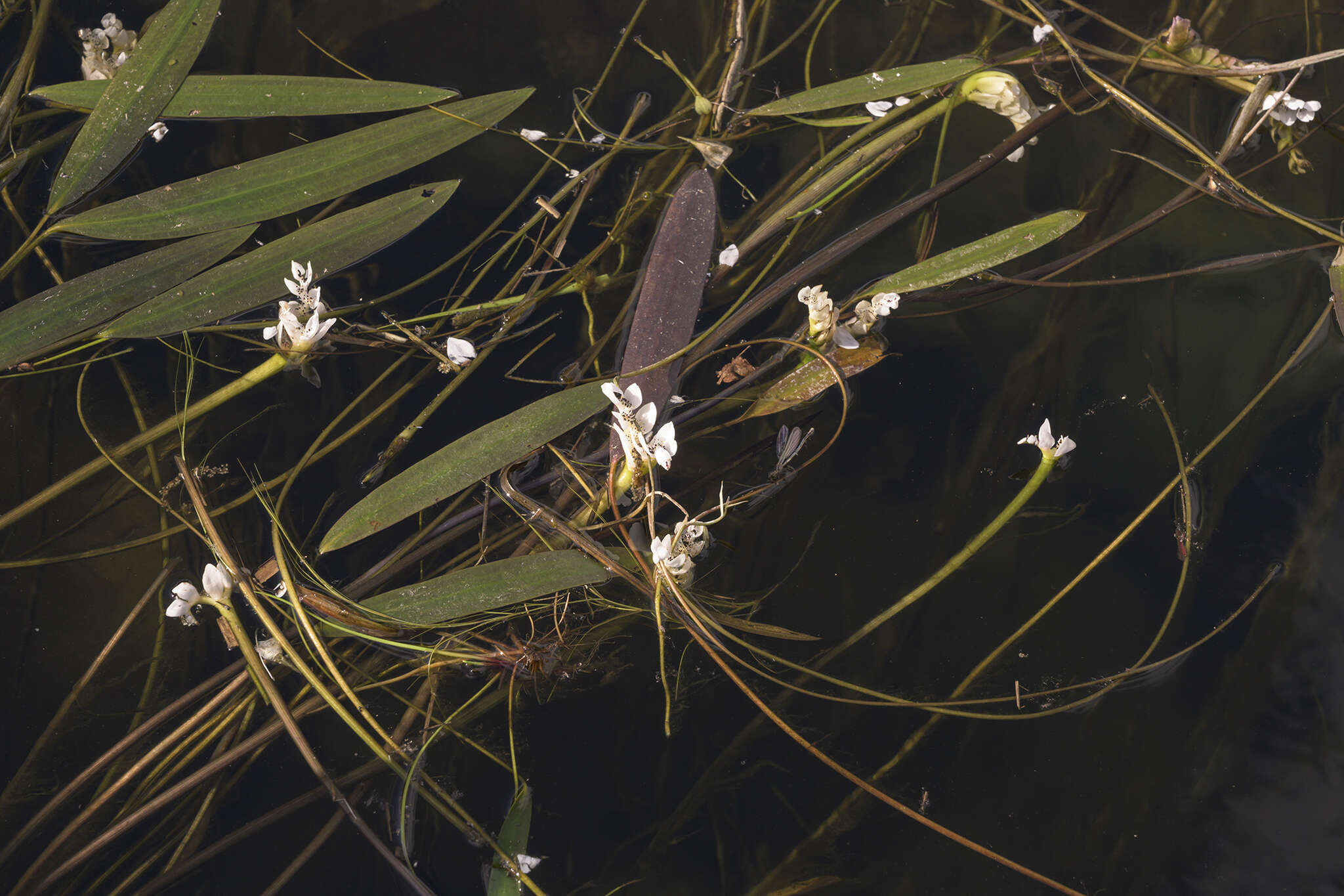 Image of Cape pondweed