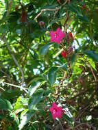 Image of Lady Doorly's morning-glory