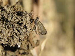 Image of Pygmy Scrub-hopper