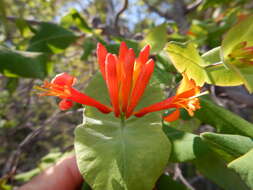 Image of Orange Honeysuckle