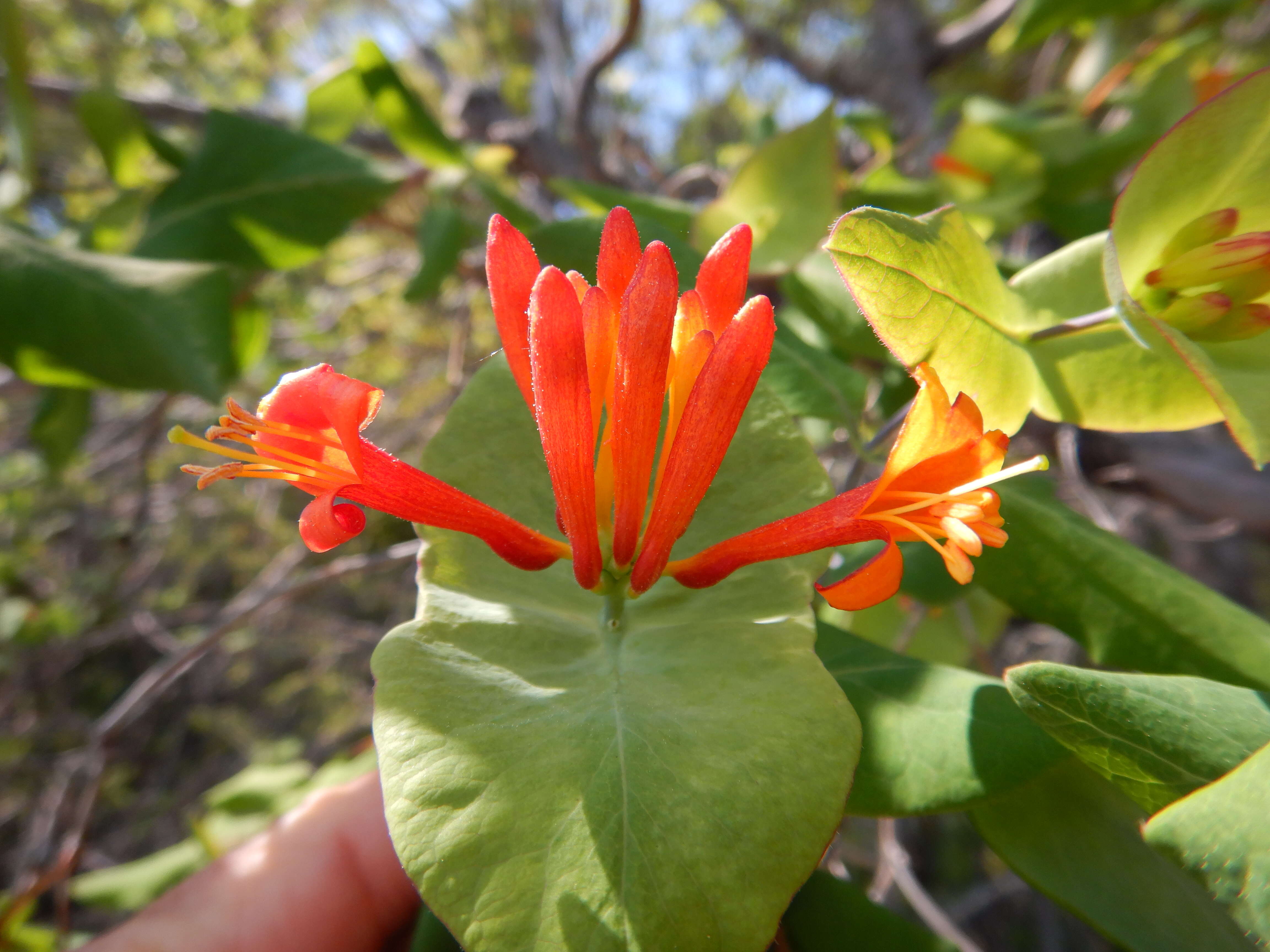 Image of Orange Honeysuckle