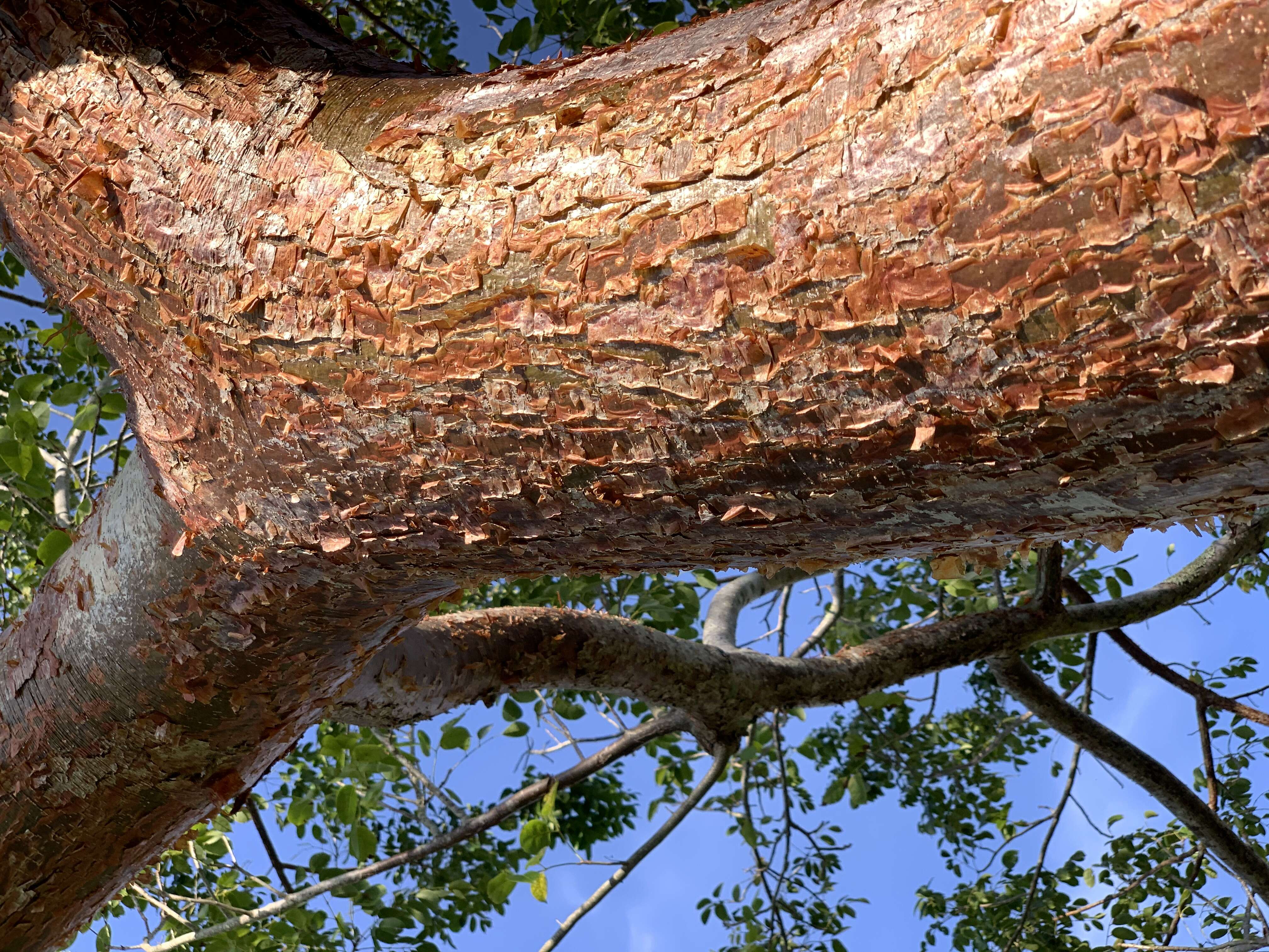 Image of gumbo limbo