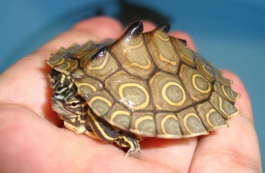 Image of Ringed Map Turtle