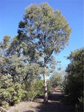 Image of Eucalyptus rudderi Maiden