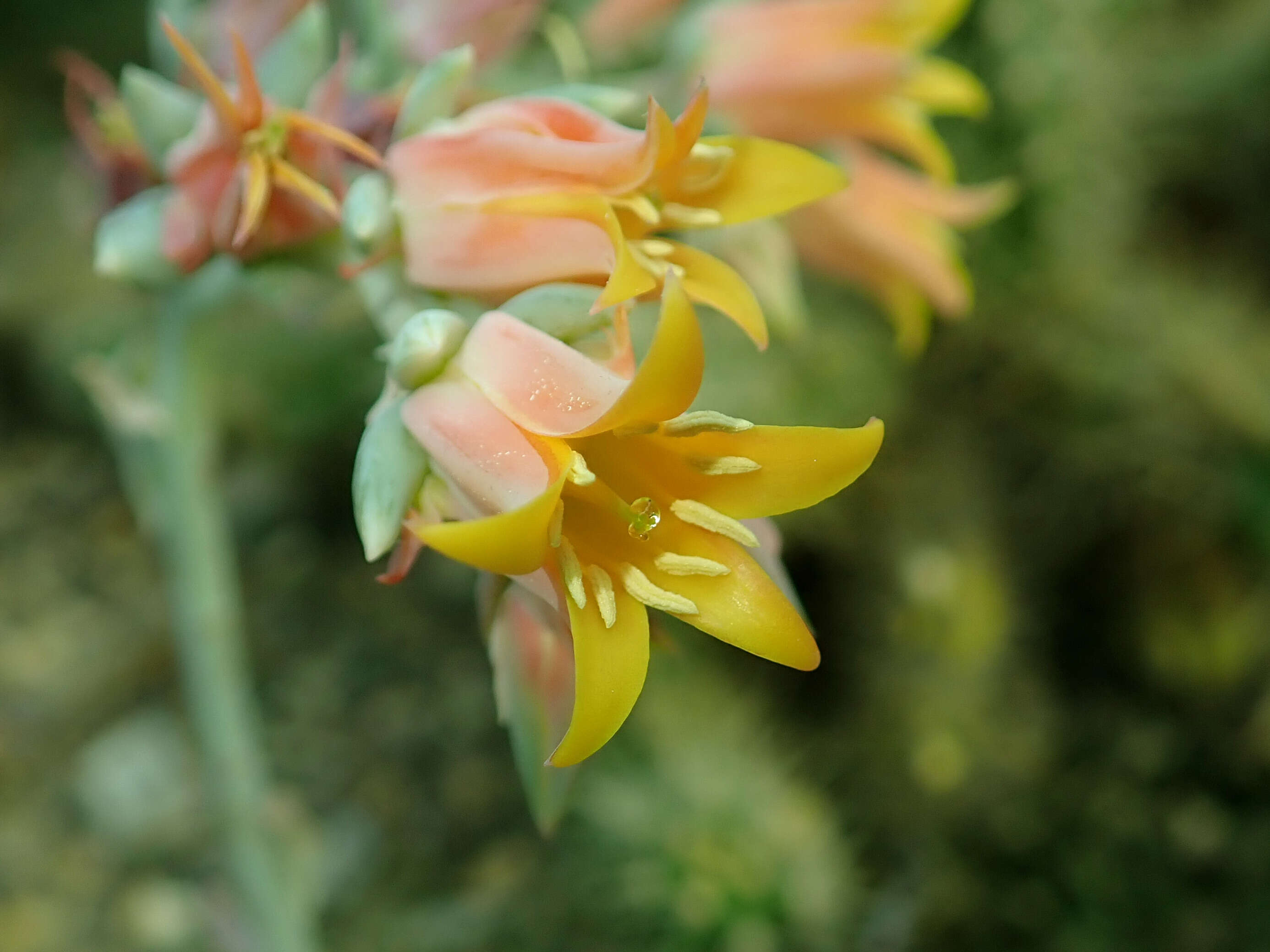 Image of Echeveria runyonii Rose