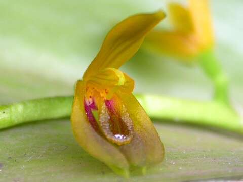 Image of Acianthera binotii (Regel) Pridgeon & M. W. Chase