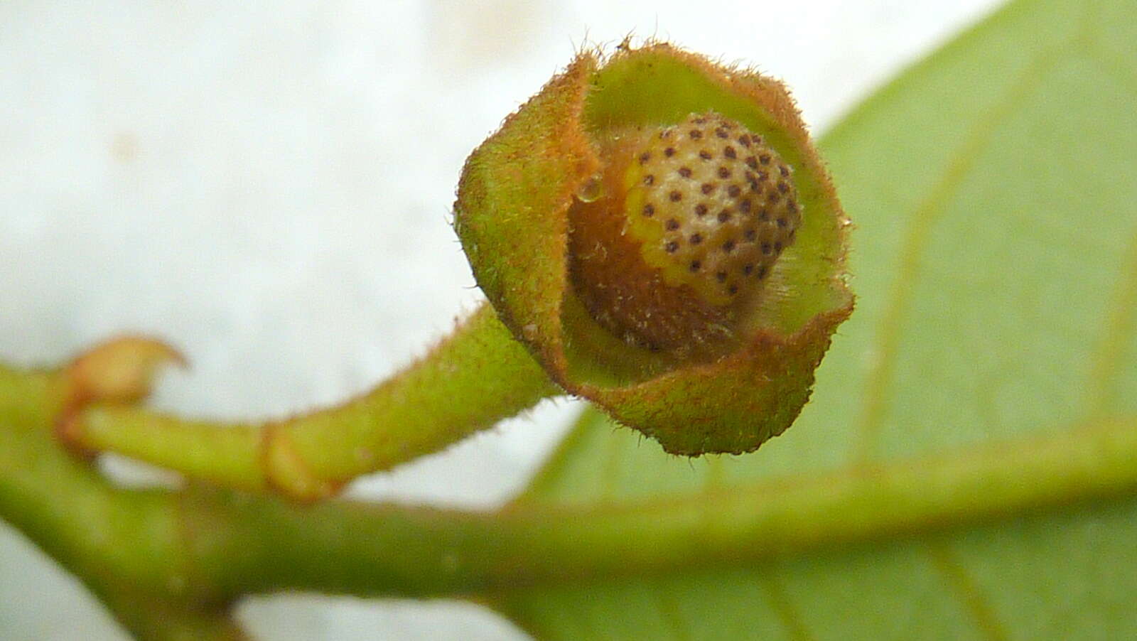 Image of Annona sylvatica A. St.-Hil.