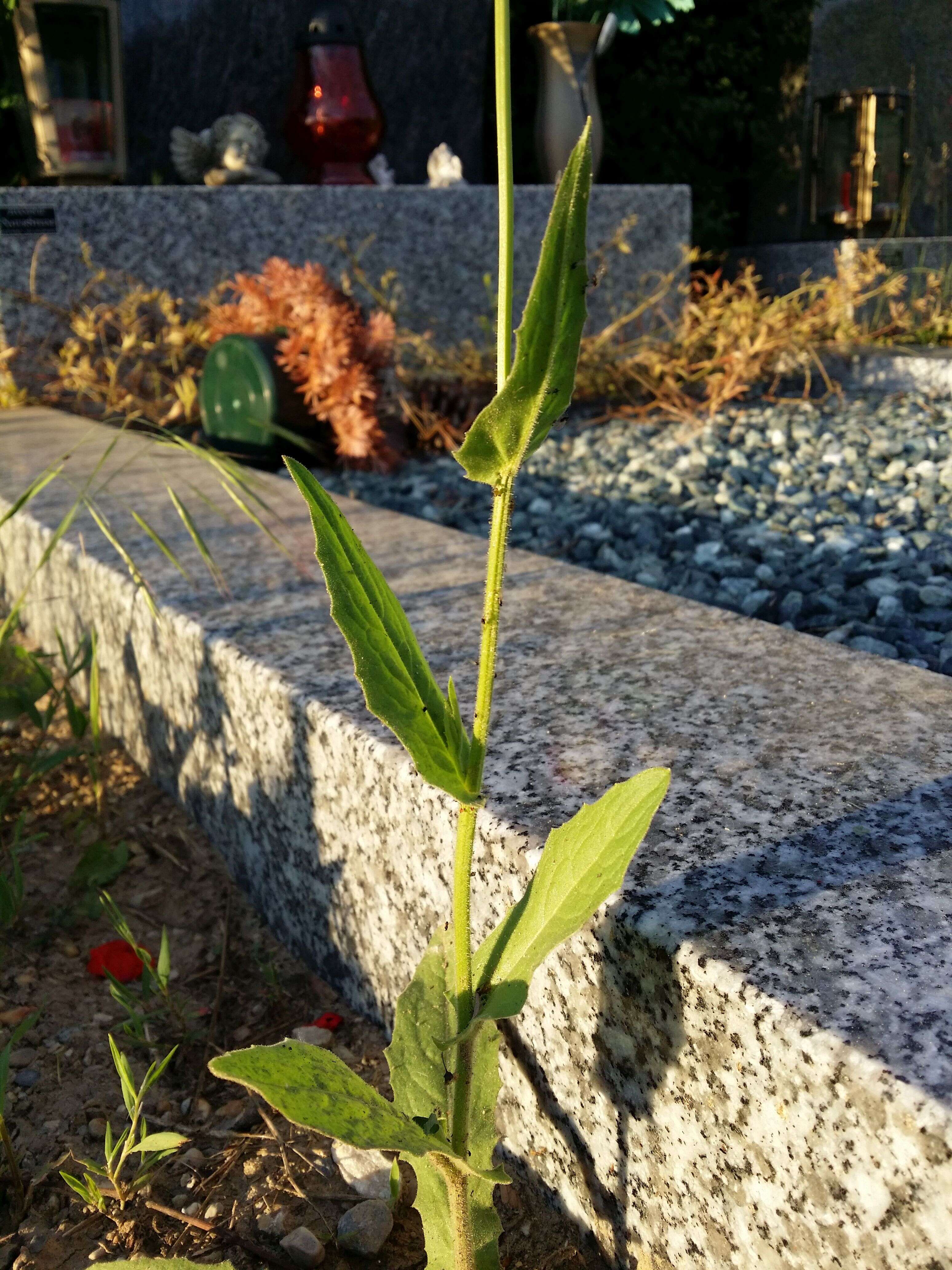 Image of smallflower hawksbeard