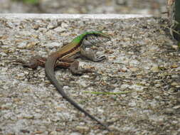 صورة Ameiva atrigularis Garman 1887